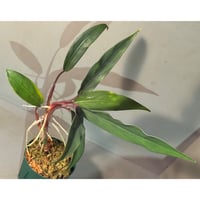 【TB便】Bucephalandra sp.\"Nanga mahap\" fit=scale-down,w=1200