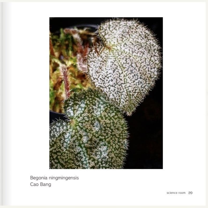 science room ver. Begonia | M・R・G・R