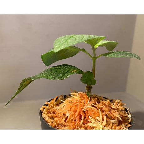 Ophiorrhiza? sp. "Kab. Sanggau" Kal barat [TB]