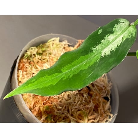Aglaonema pictum from Aceh Sumatra [T-010519-b-2]