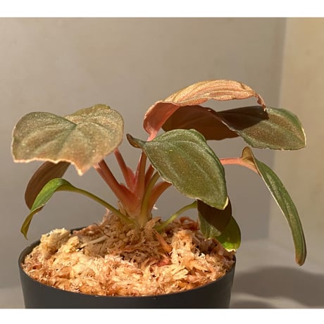 Homalomena sp. Red "Sabah-6" [R0515-03a] ②