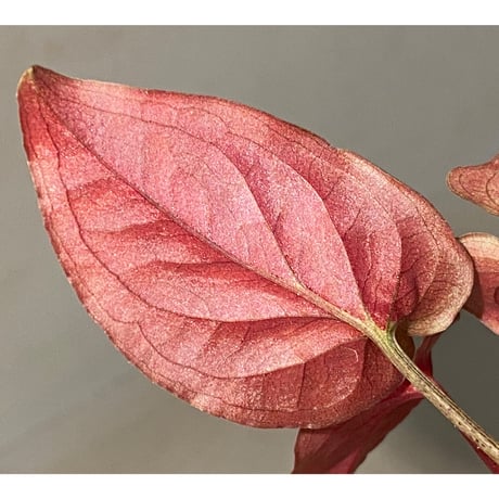 Syngonium sp. from Choco Colombia [tanakay]