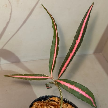 Labisia sp. from Vietnam