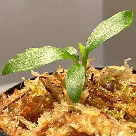 Homalomena cf. hasei from Aceh sumatera [LA1118-03]