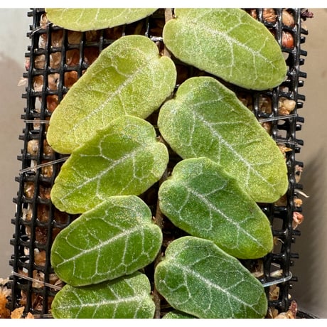 Marcgravia sp. from Iquitos Peru [tanakay]