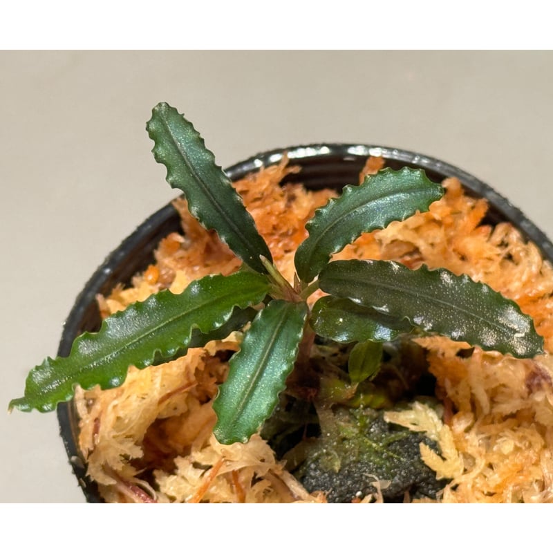 Bucephalandra sp. from 