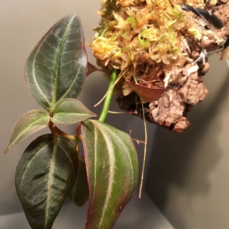Pachycentria sp. from Selangor
