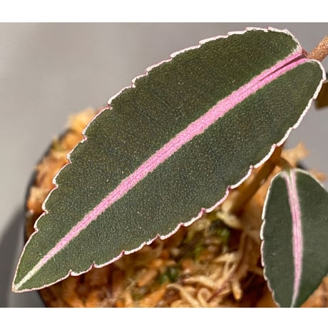 Labisia pumila from Solok sumatera [LA0616-03]