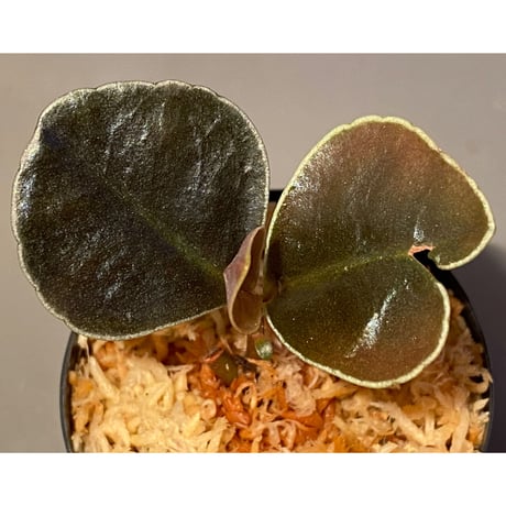 Ardisia sp. from West Kalimantan