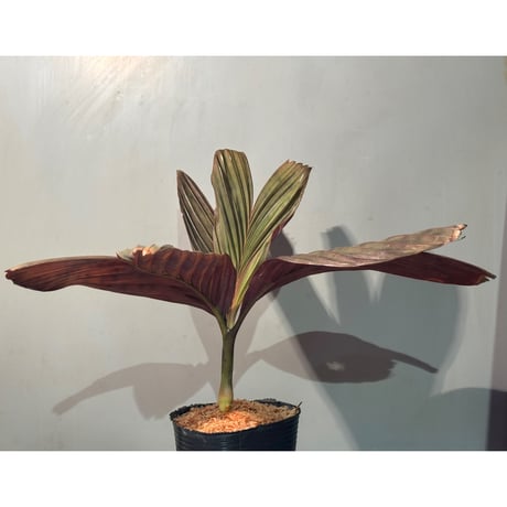 Pinanga veitchii from Sanggau West Kalimantan