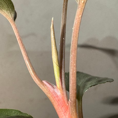 Homalomena sp. "Red" from Bogor ②