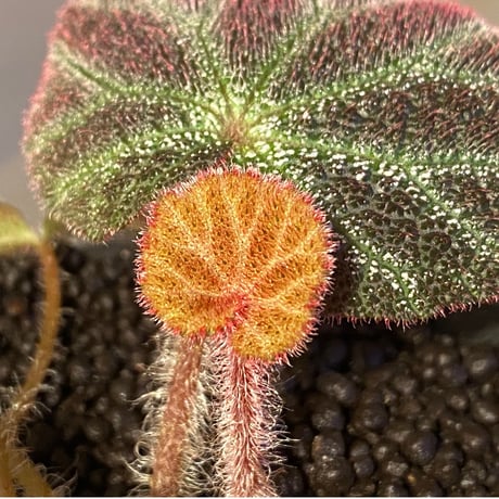 Begonia ningmingensis var. bella