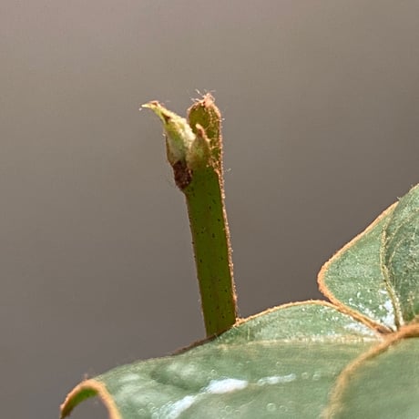 Pterisanthes sp. from Sabah-1 [R0515-01a]