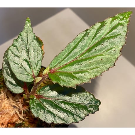 Begonia sp. "Matang-3" from Matang Sarawak [RIO]