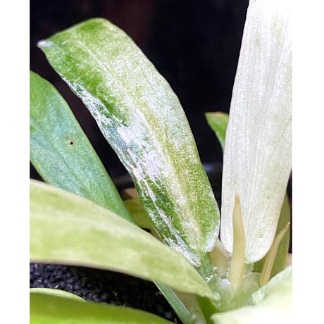 Schismatoglottis sp. "初霜錦" from Murung raya [LA0515-05]