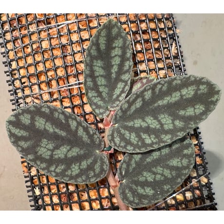 Pellionia pulchra "Siam Pink Moon"