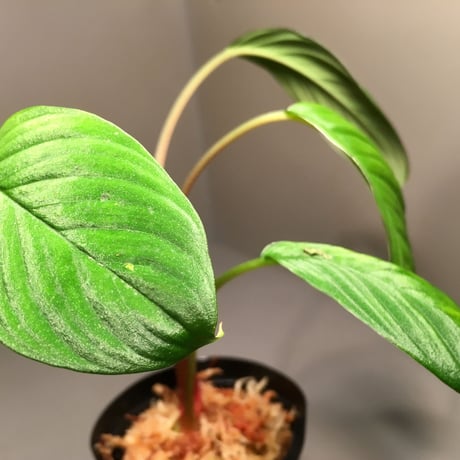 Homalomena sp. from  Padang Sumatera [LA0117-02]