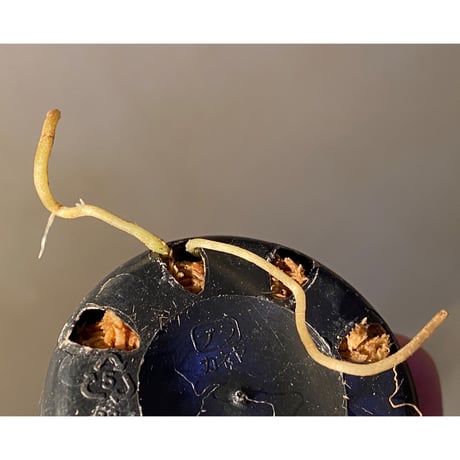 Dioscorea dodecaneura (discolor) from Ecuador