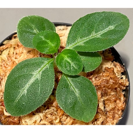 Gymnostachyum sp. f1 from Sumatera Barat [LA0414-01]