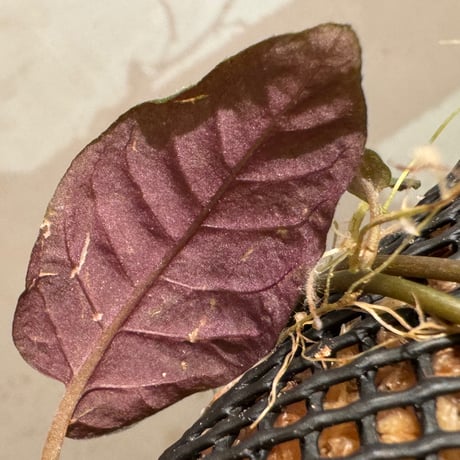 Solanum sp. from Iquitos Peru [tanakay]