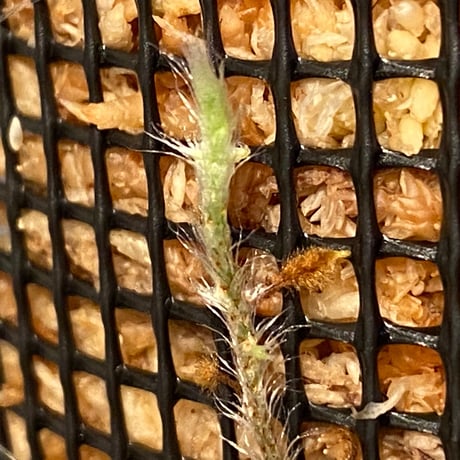 Pyrrosia nummularifolia from Santa Fe Luzon Philippines [KSB]