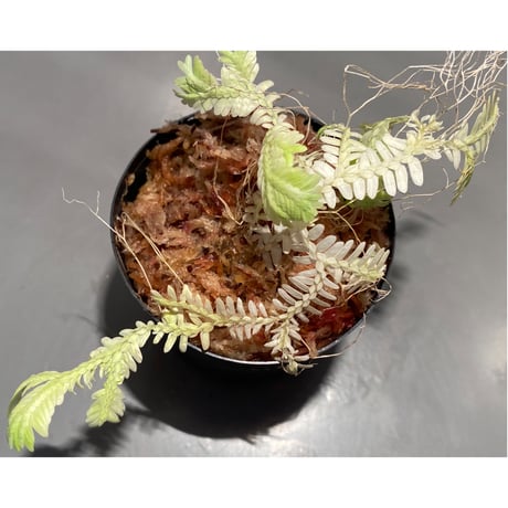 Selaginella sp. バリエガータ from "Nanga pinoh" [TB]