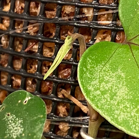 Piper sp. from Prachuap Khiri Khan Thailand