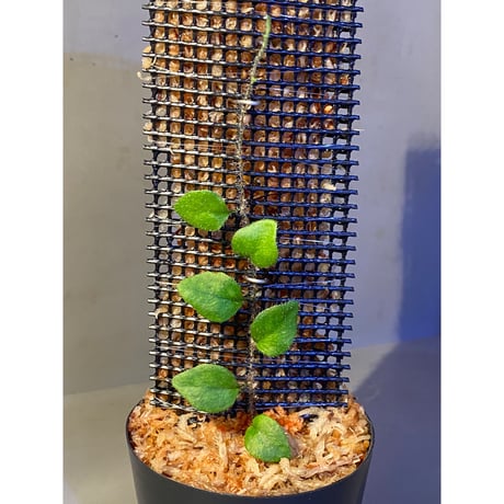 Microgramma tecta 伊藤蟻植物農園