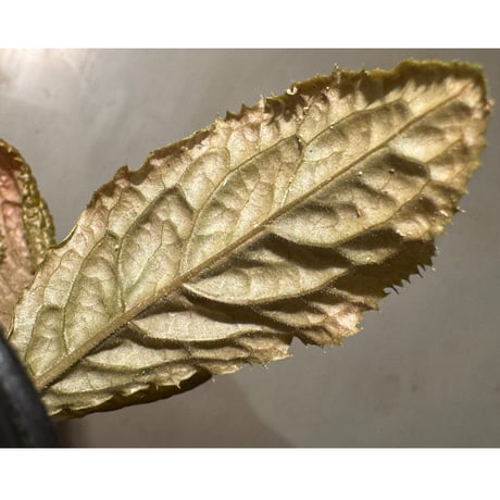 Ardisia sp. from Bengkulu [LA0315-1]