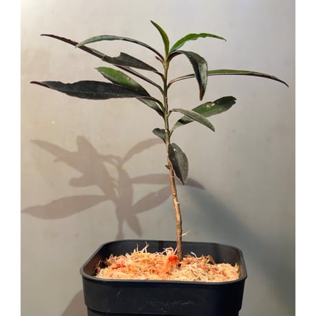 Labisia sp. from Kapuas hulu West Kalimantan