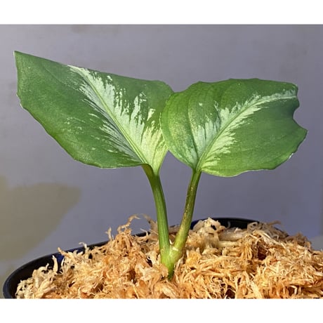 Aglaonema pictum "Gigant" from Padang [AZ0914-1b]