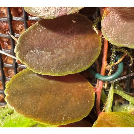 Marcgravia sp. from  Tarapoto Peru
