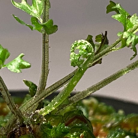 Bolbitis sp. from Kidapawan Mindanao