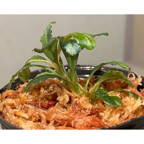 Bucephalandra sp. "Variegata"