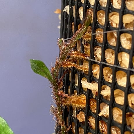 Microsorum sp. "Timika" Papua [TB]