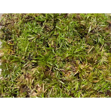 Moss from Ipoh State Malaysia