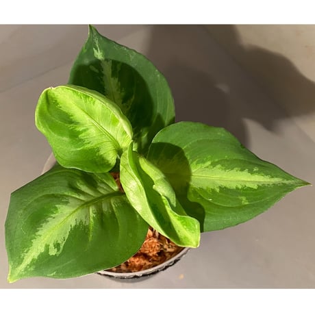 Aglaonema pictum GW1410 "Type3" from Padang sidempuan [TB]