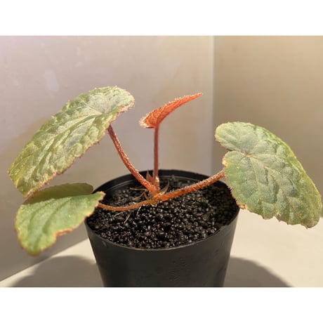 Begonia sp. from Bac Kan [YH1117] TK