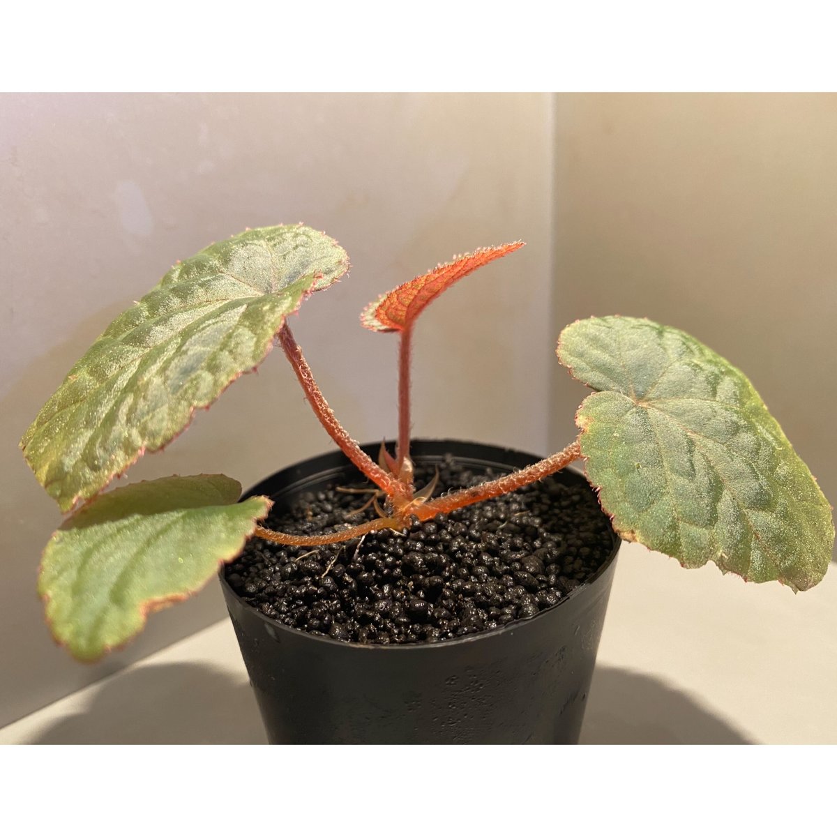 Begonia sp. Bac Kan バッカン❣️原種ベゴニア 半額 クーポン付