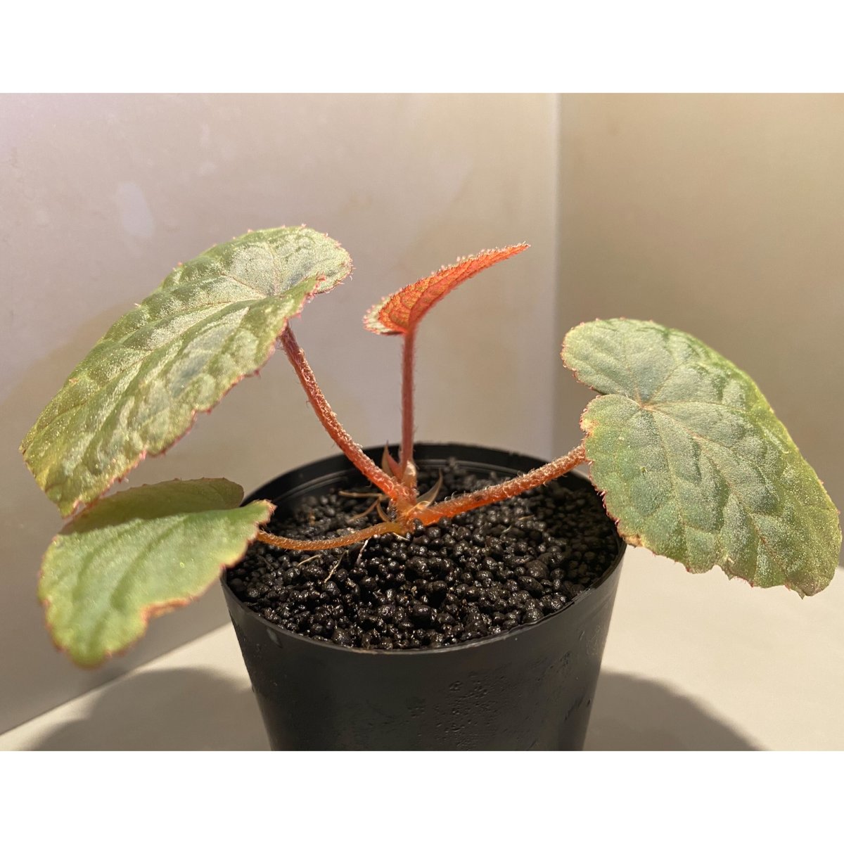 Begonia sp. from Bac Kan [YH1117] TK | M・R・G・R