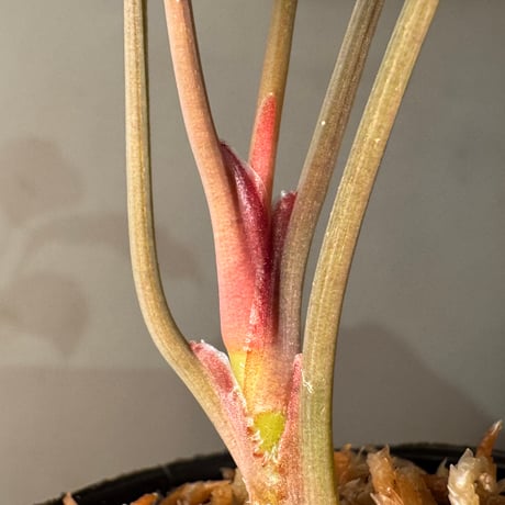 Homalomena sp. "Red" from Bogor