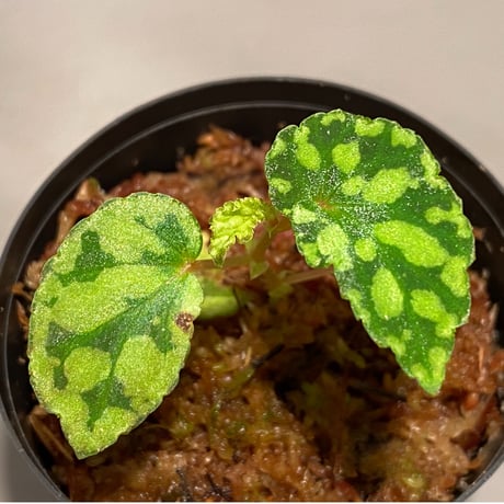 Begonia chlorosticta (Green) from Borneo Sarawak
