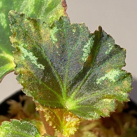 Begonia sp. from North Toraja [S0919-06] STRINGE PLANTS