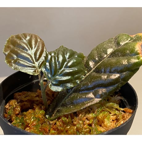 Ardisia sp. from Bengkulu [LA0315-1]