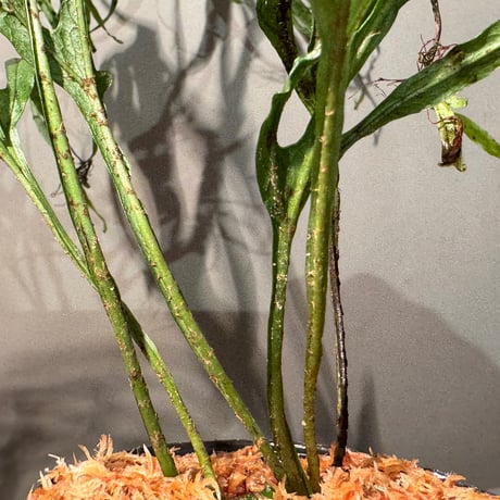 (大株) Microsorium sp. from Saripoi [LA0515-02]