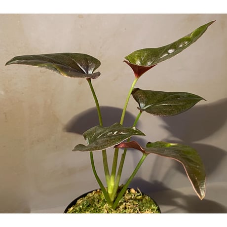Syngonium sp. from Choco Colombia [tanakay]
