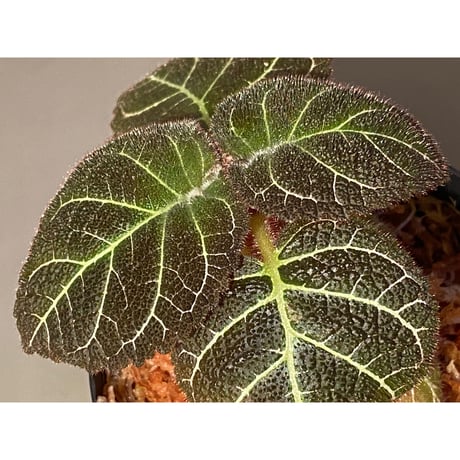 Pearcea hypocyrtiflora from Rio Napo Ecuador [tanakay] 白葉脈