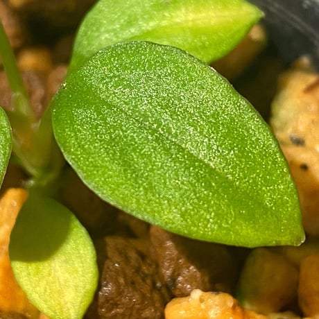 Homalomena sp. from Solok sumatera [LA0616-03] ①