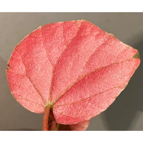 Begonia sp. f1 from Sumatera [NT ORCHID]