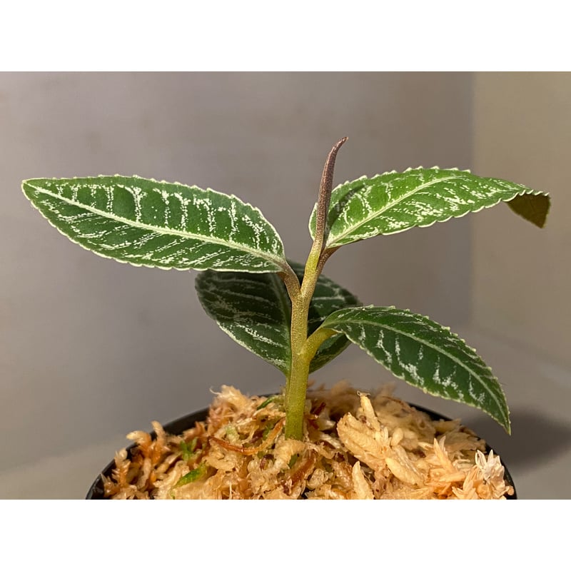 Billbergia Luna Blanca 子株付き 買取で入荷 Bianchi（ビアンキ）928 Carbon W /LUNA （ルナ）フレーム